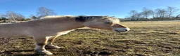 Övrigt hästar till salu: Fjordsto 4 år med relations/belöningsbaserad grund - Annons 4