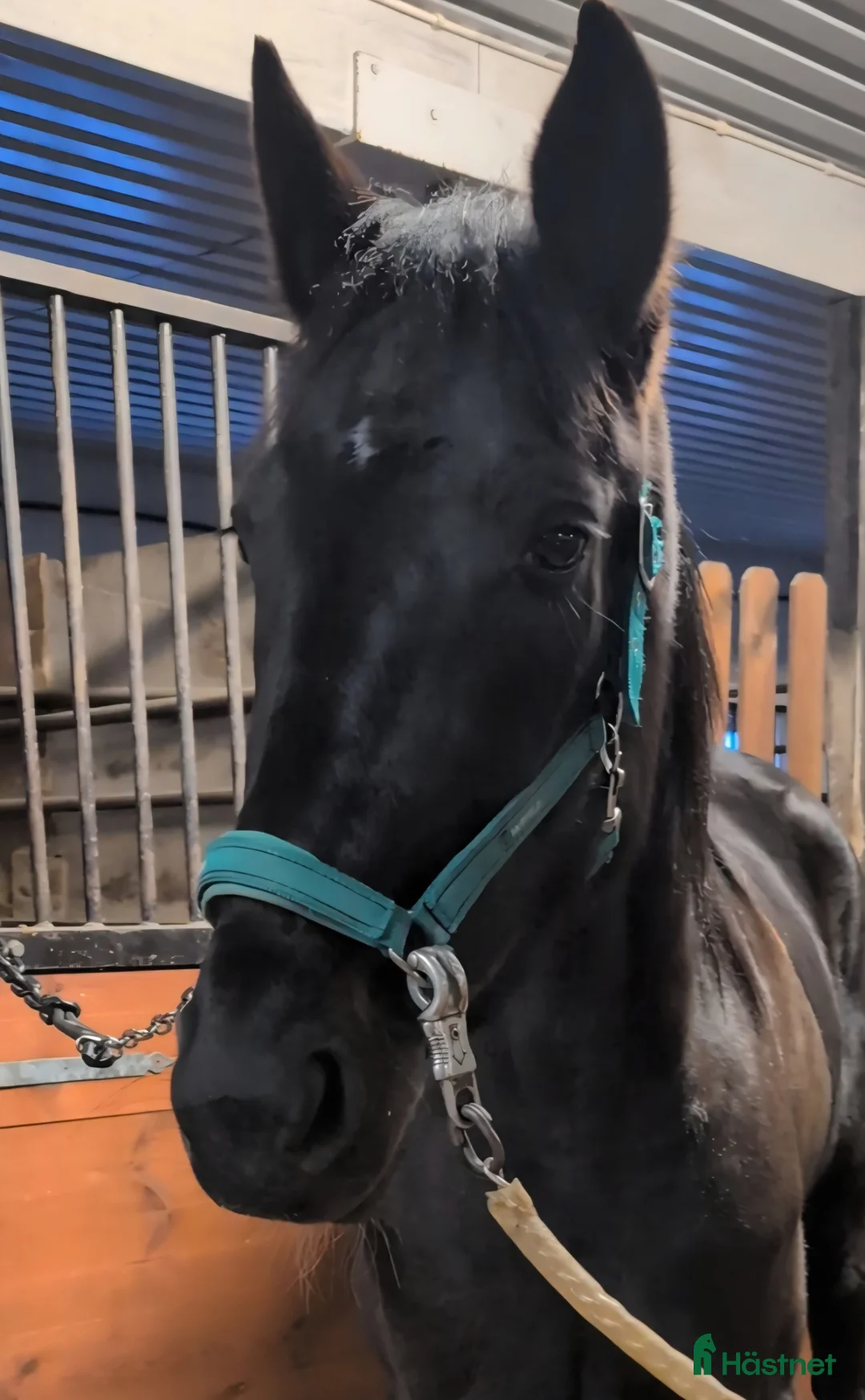 Trav hästar till salu: 4-årigt sto E: Cash gamble - Annons 6