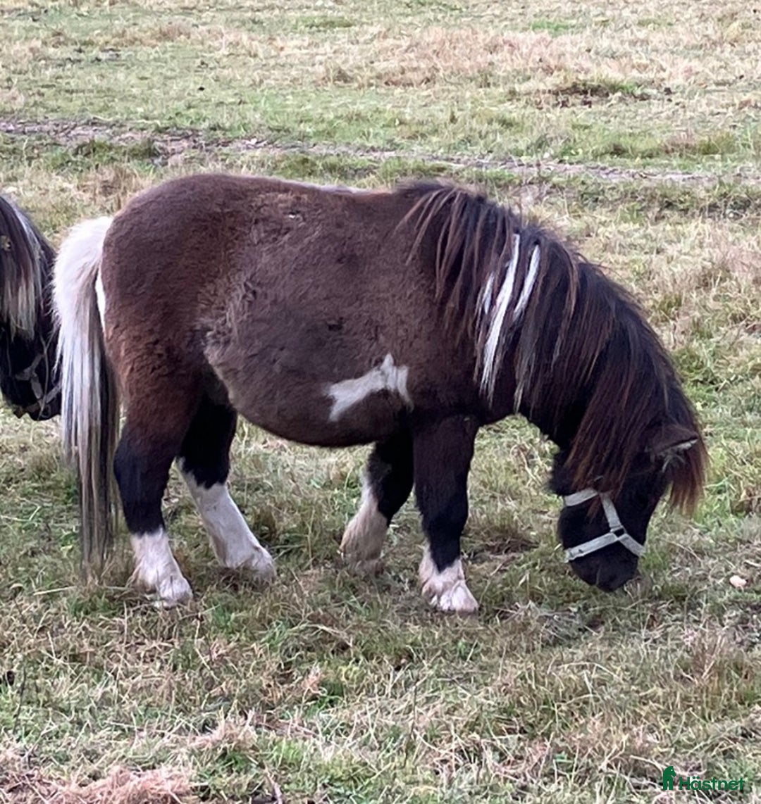 Sällskap hästar till salu: Amerikansk miniatyr häst i Ockelbo - Annons 2