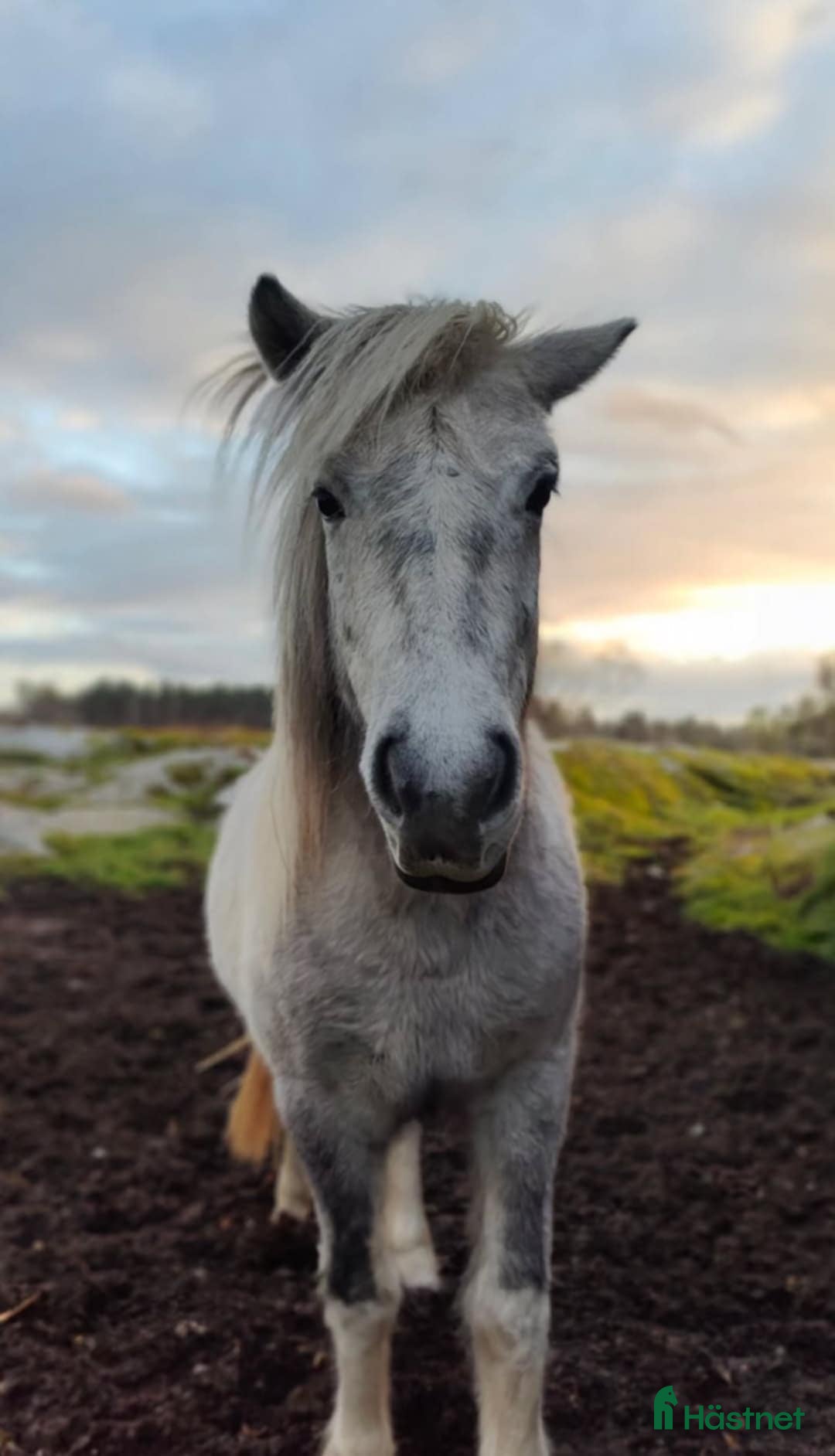 Island hästar till salu: Jara Från Jakobdalsgård i Riddarhyttan - Annons 1