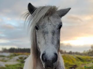 hästar Jara Från Jakobdalsgård i Riddarhyttan - Annons 1