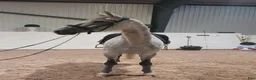Allround hästar till salu: Otrolig valack 🦄🤍 - Annons 4