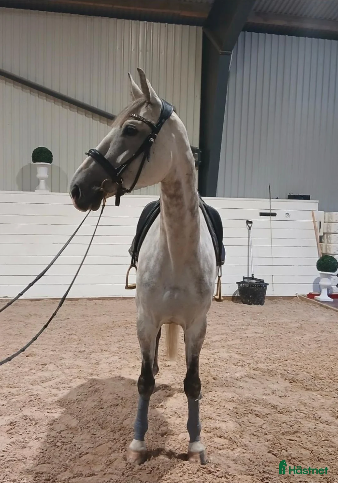 Allround hästar till salu: Otrolig valack 🦄🤍 - Annons 4