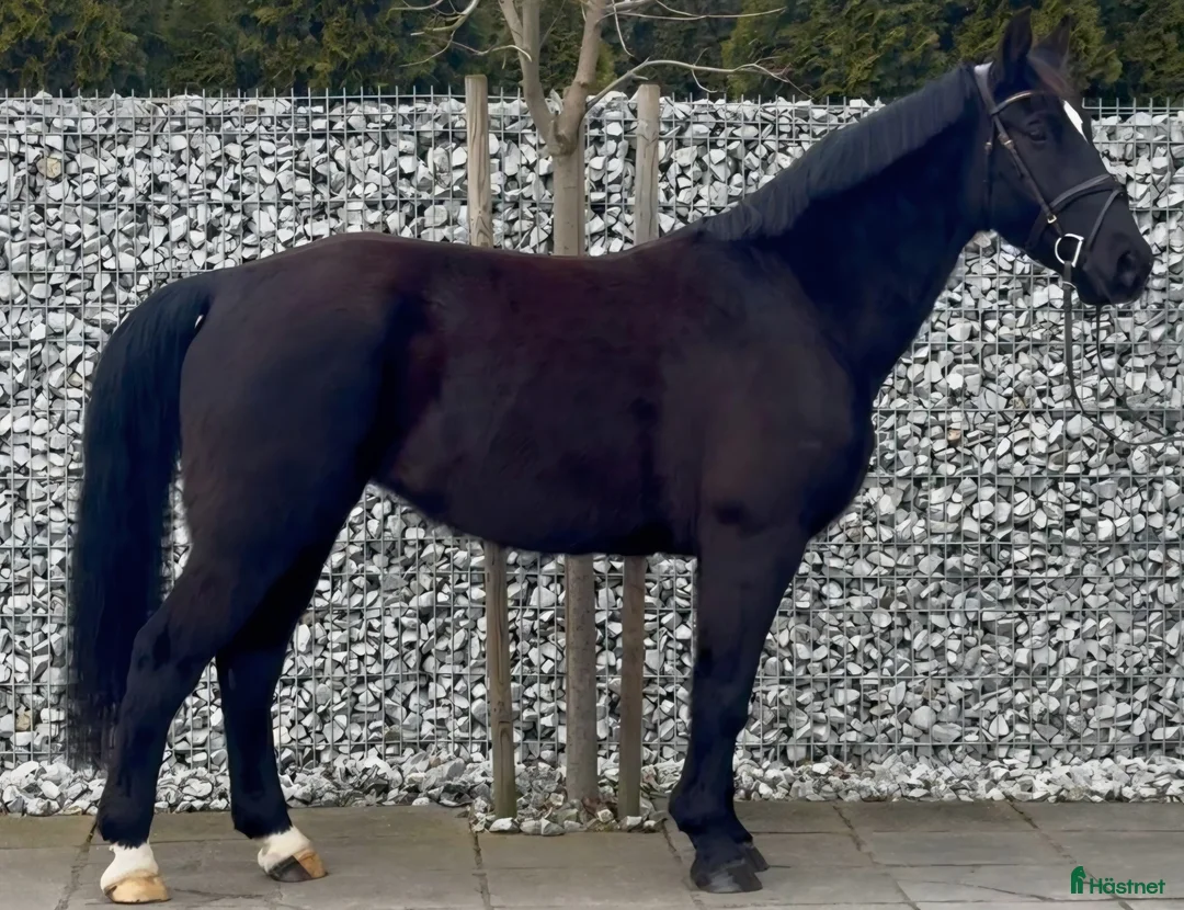 Allround hästar till salu: Charming sweet Silesian-partner for everybody i Örsundsbro - Annons 4