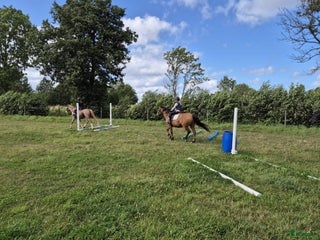 medryttarhäst sökes: Söker medryttarhäst söder om Uppsala i Uppsala - Annons 20