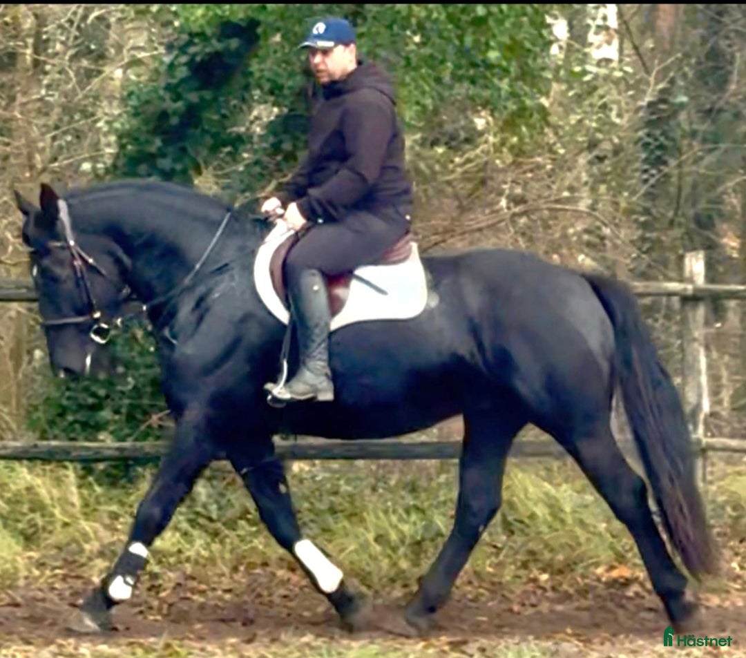  hästar Bombproof allrounder for Christmas i Örsundsbro - Annons 4