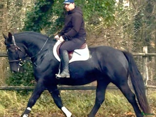 hästar Bombproof allrounder for Christmas i Örsundsbro - Annons 2