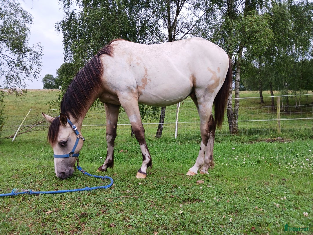 Allround hästar till salu: Appaloosa Colt i Sösdala - Bild 4