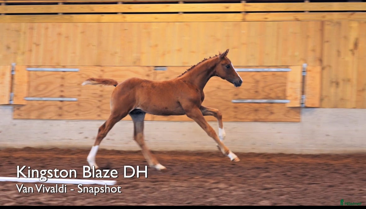  hästar Framtidens dressyr stjärna  i Tingsryd - Annons 16