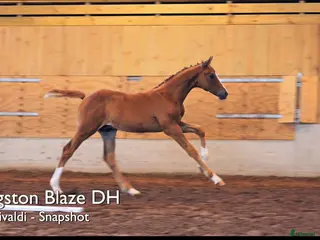 hästar Framtidens dressyr stjärna i Tingsryd - Annons 17