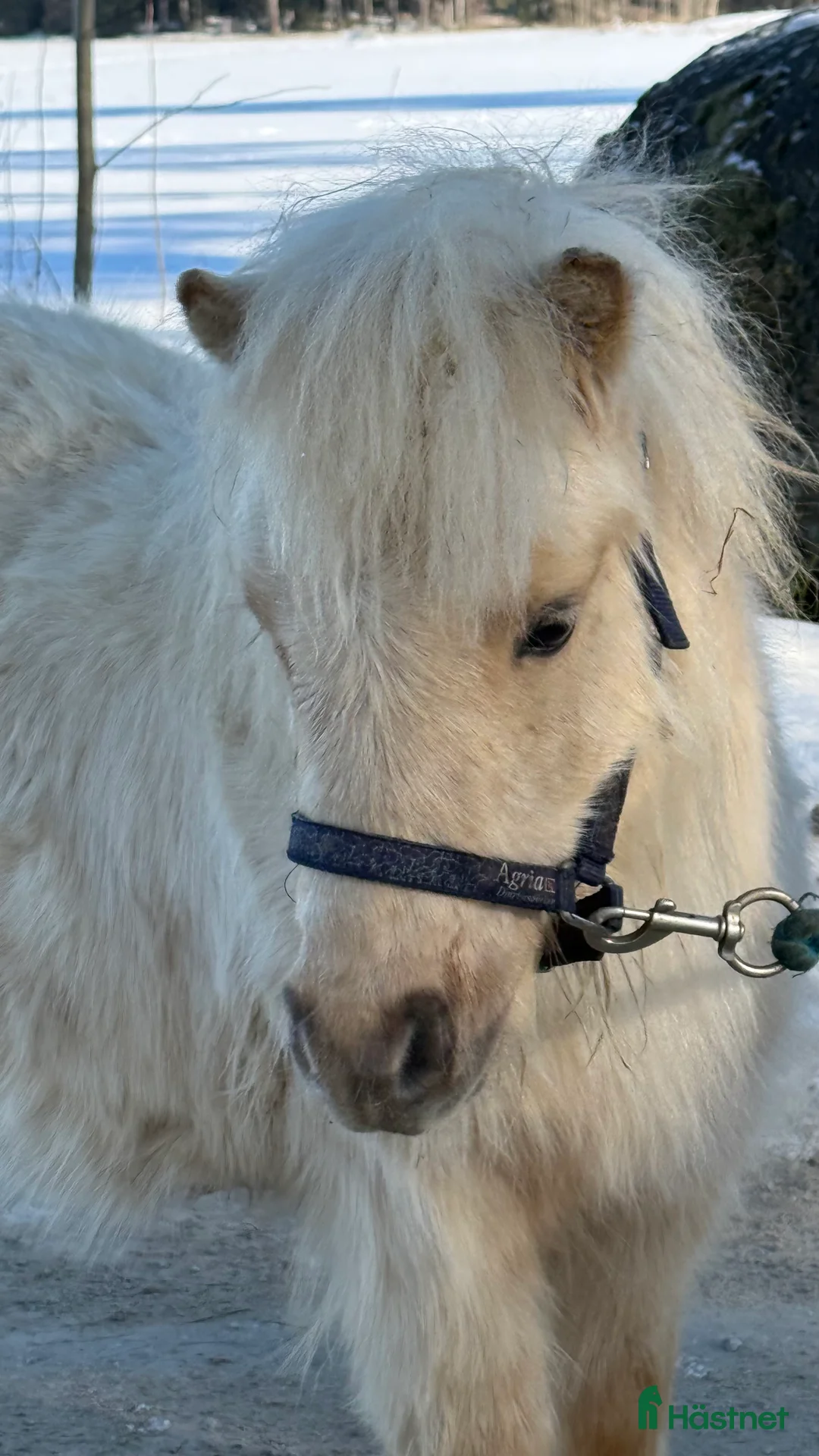 Allround hästar till salu: Två minishettiskillar, isabell och mushroom  i Heby - Annons 1