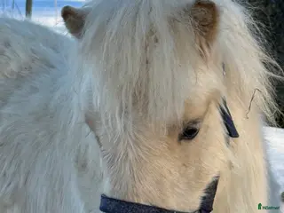 hästar Två minishettiskillar, isabell och mushroom i Heby - Annons 11