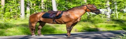 Allround hästar till salu: Allroundhäst av mindre modell - Annons 5