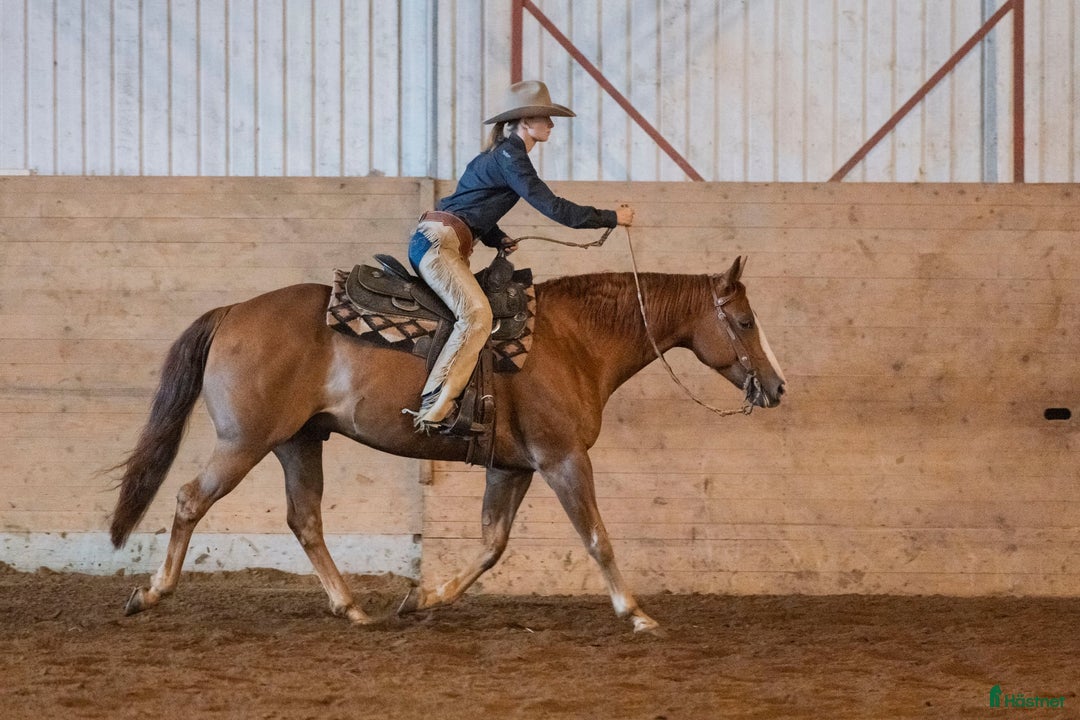 Western hästar till salu: 💎Charmig och välriden tävlingshäst 💎 i Varberg - Annons 5