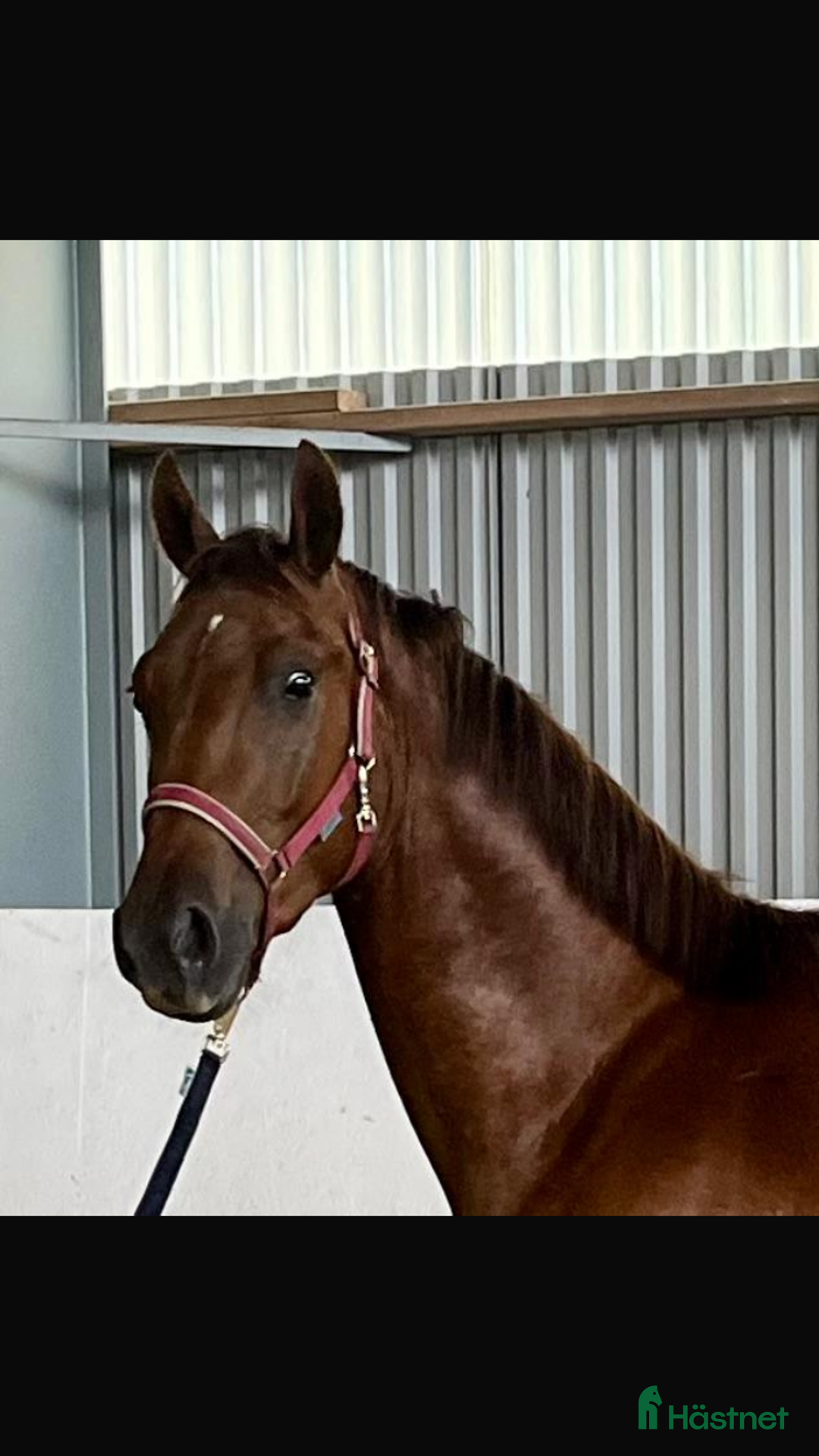 Hoppning hästar till salu: Snygg 3-årig SWB valack i Hultsfred - Annons 3