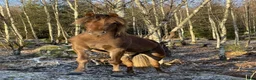 Allround hästar till salu: Framtidens ponnystjärna - Annons 1