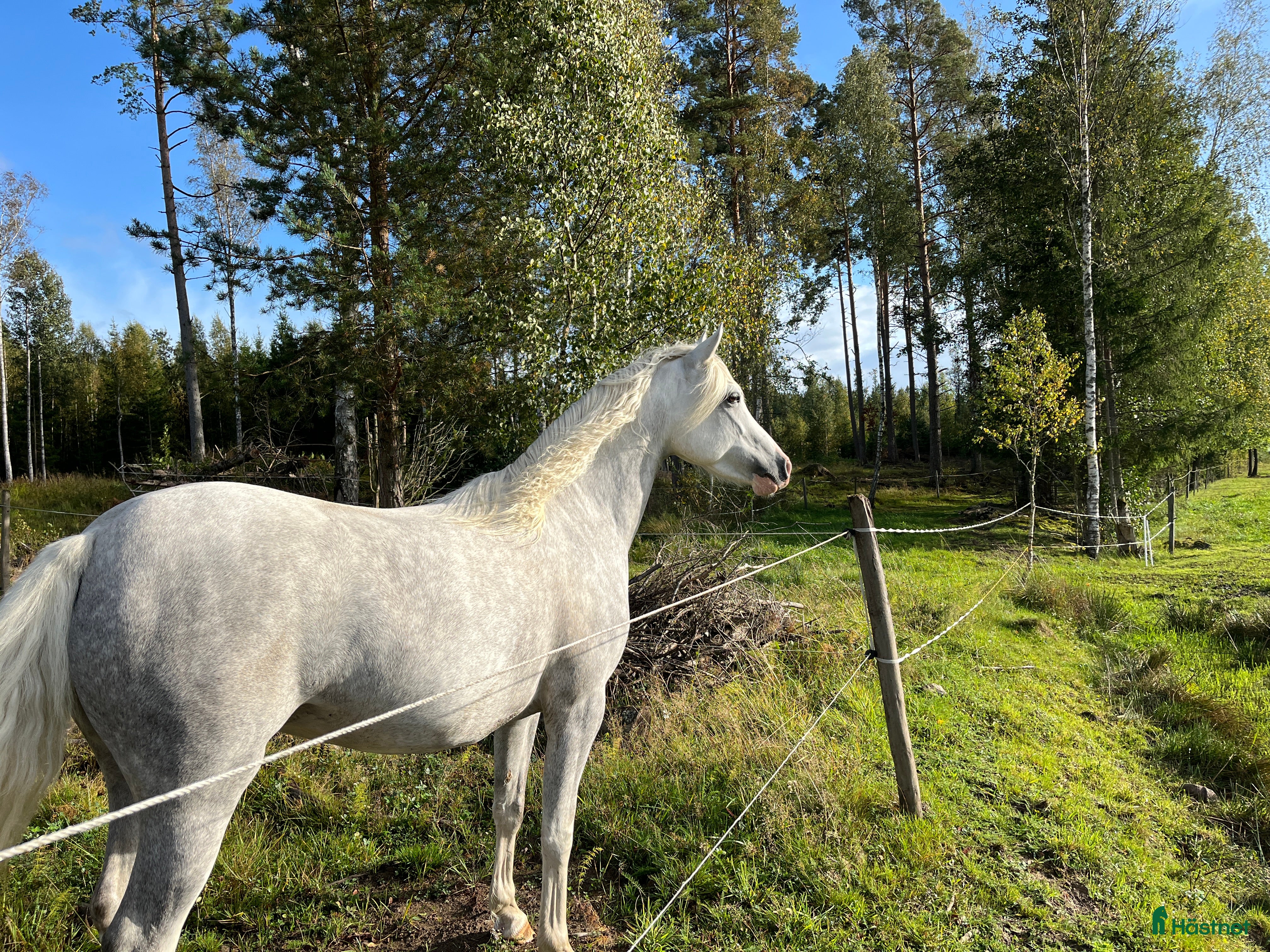  hästar Vackert Welsh ponnysto  i Lyrestad - Annons 19