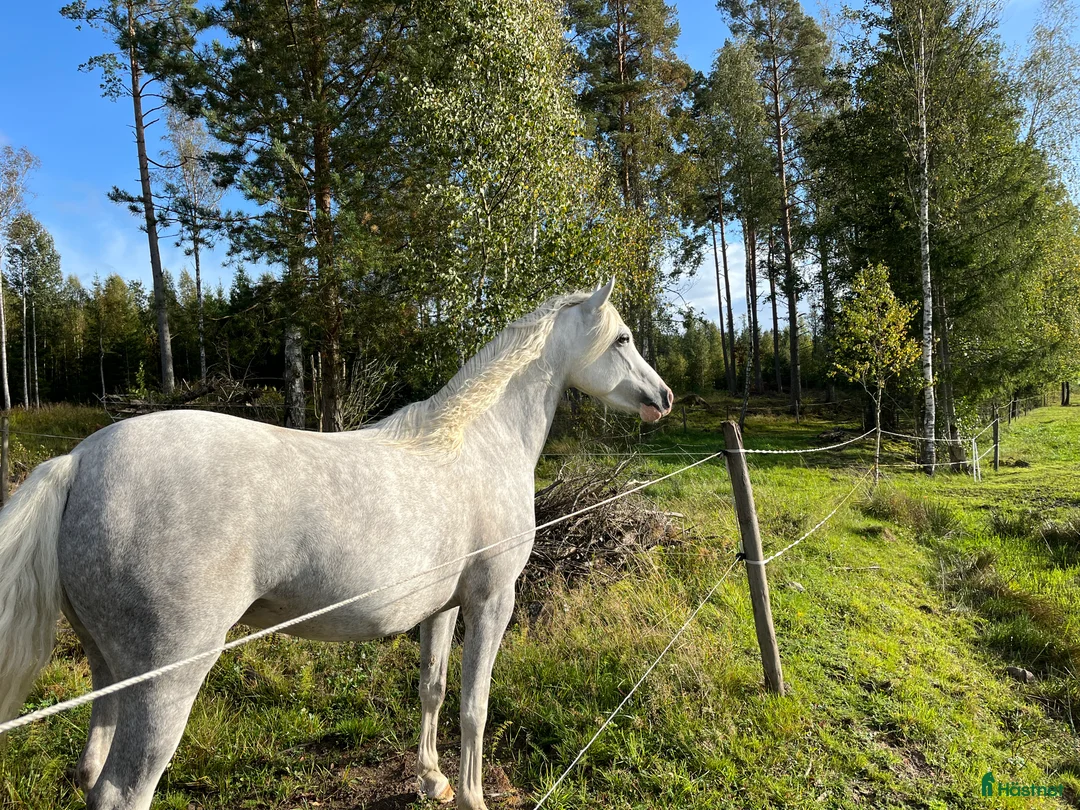Allround hästar till salu: Vackert Welsh ponnysto  i Lyrestad - Annons 1