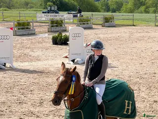 hästar Läromästare - Annons 17