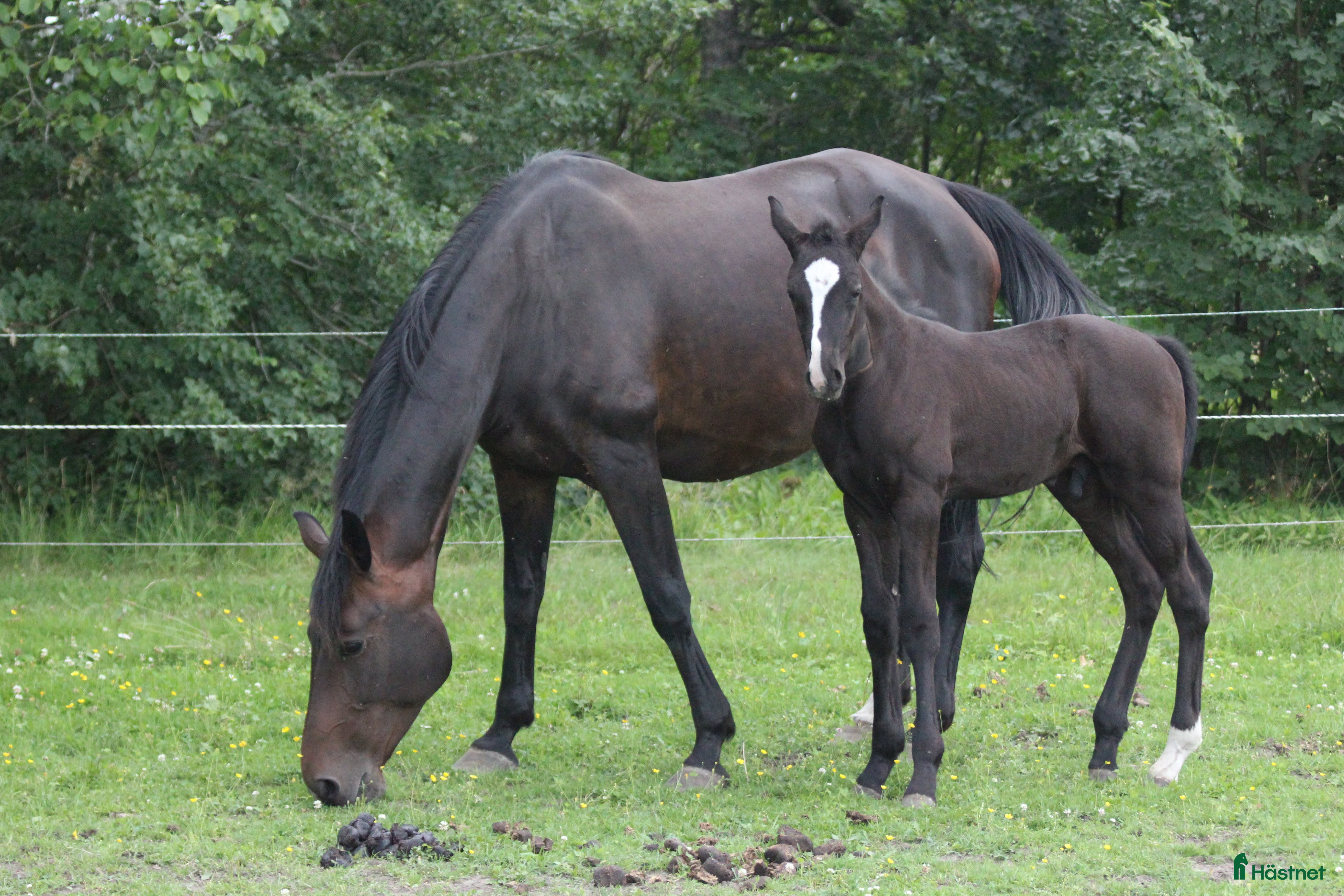  hästar Avelsto i Kristinehamn - Annons 8
