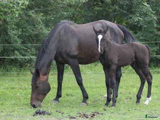 hästar Avelsto i Kristinehamn - Annons 18