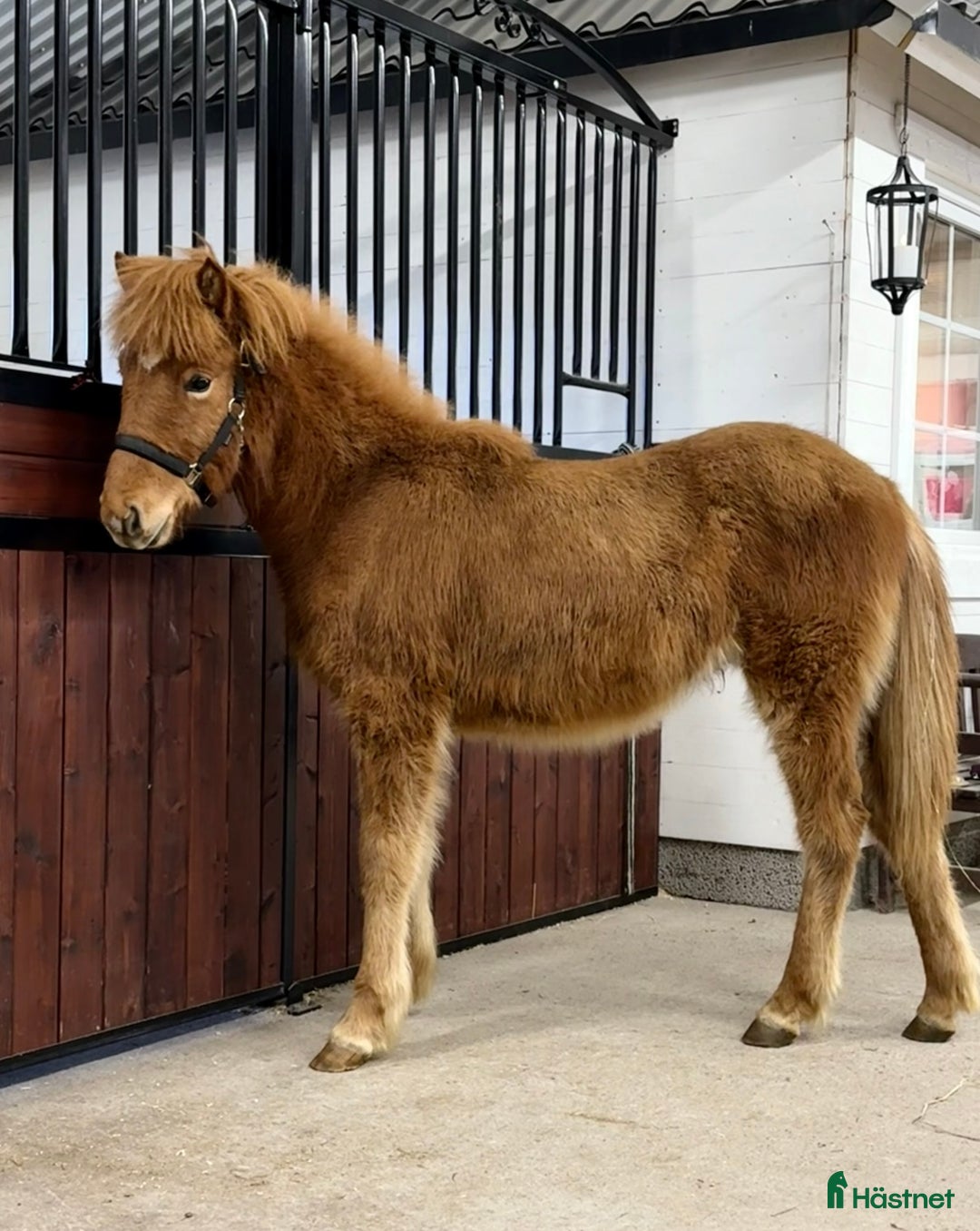 Island hästar till salu: Kille för framtiden  - Annons 3