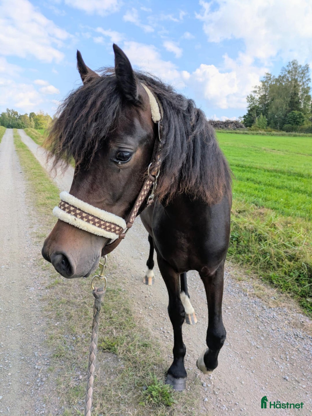 Allround hästar till salu: ✨Lovande Welsh Cob Sto med välmeriterad stam i Vingåker - Annons 2
