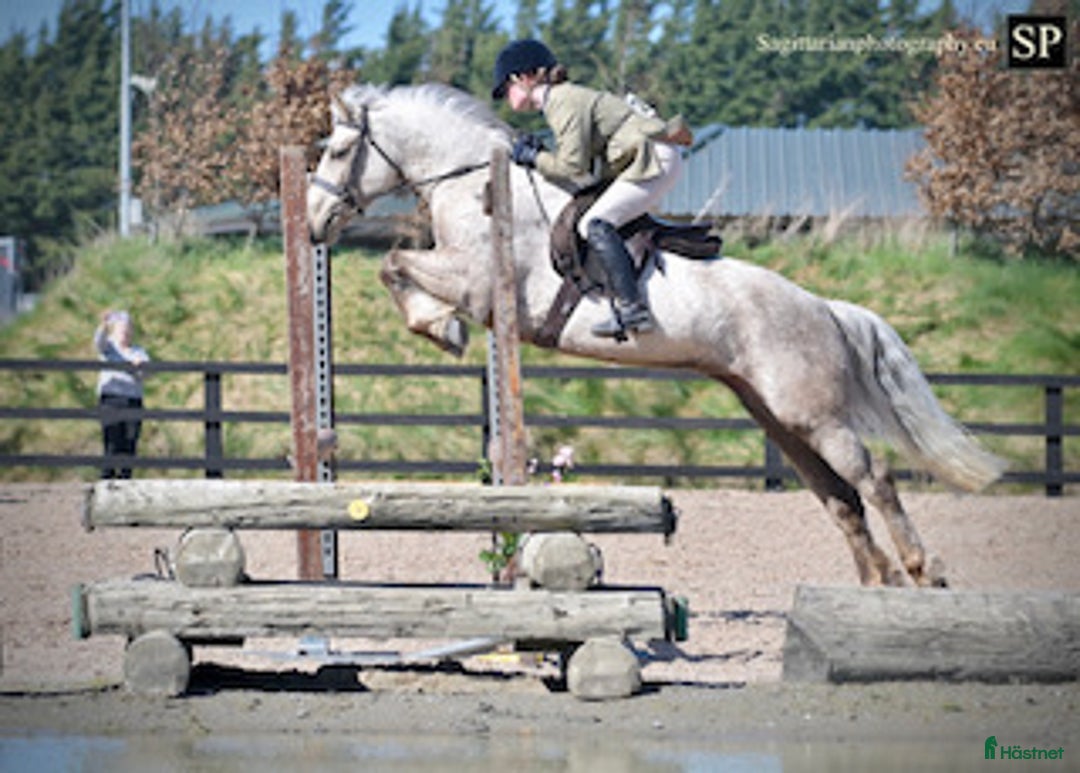 Hoppning hästar till salu: 5 year old with potential for the highest classes i Stockholm-Arlanda - Annons 1