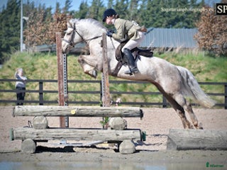 hästar 5 year old with potential for the highest classes i Stockholm-Arlanda - Annons 19