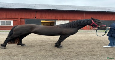  hästar i Enköping - Annons 13