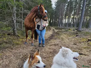 hästar Sällskap sökes - Annons 1