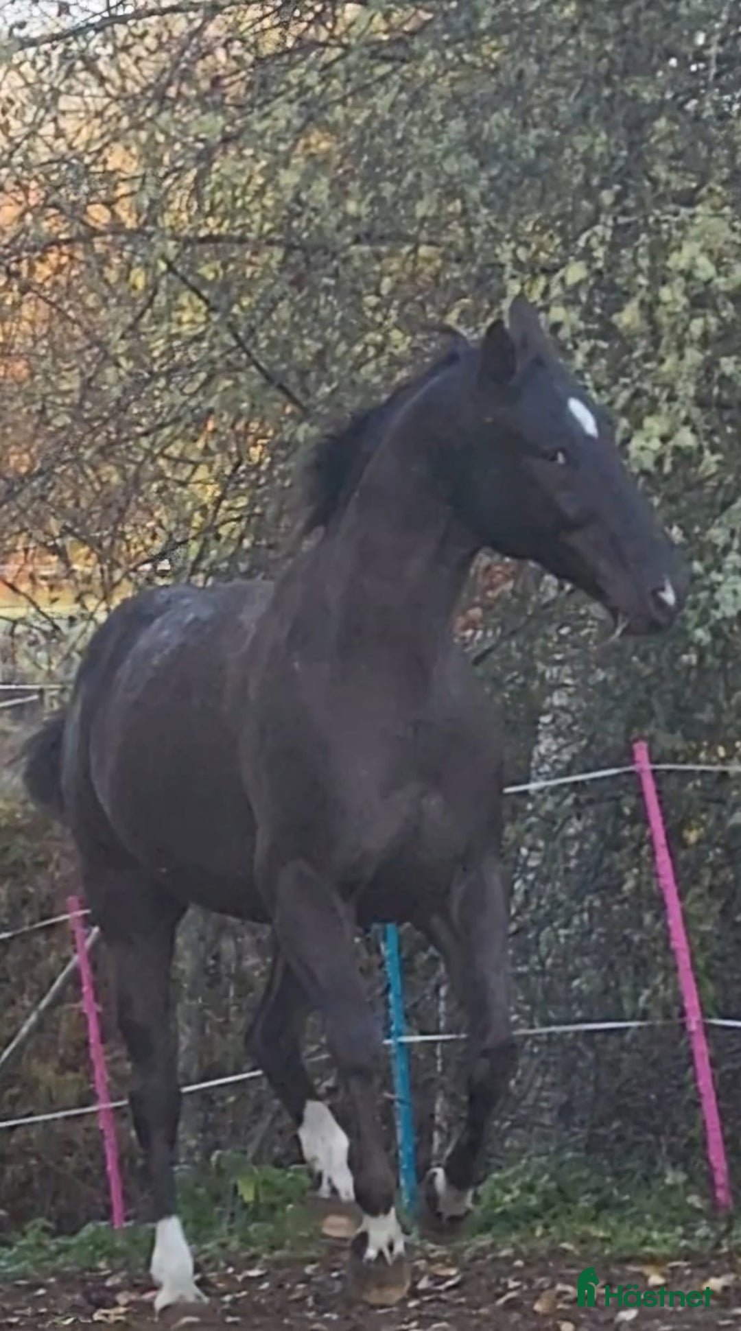 Allround hästar till salu: Max söker ett nytt hem i Munkfors - Annons 11