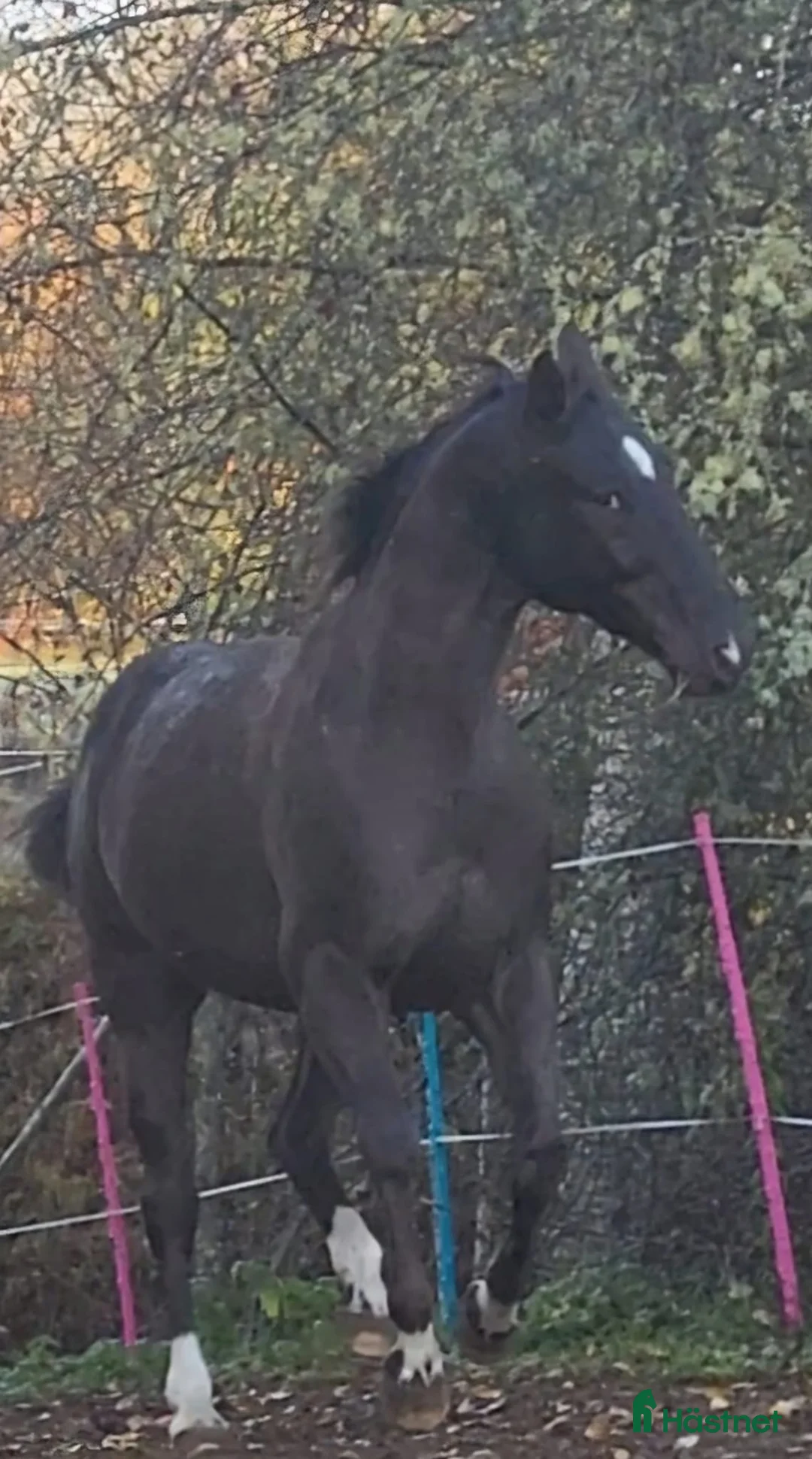 Allround hästar till salu: Max söker ett nytt hem - Annons 8