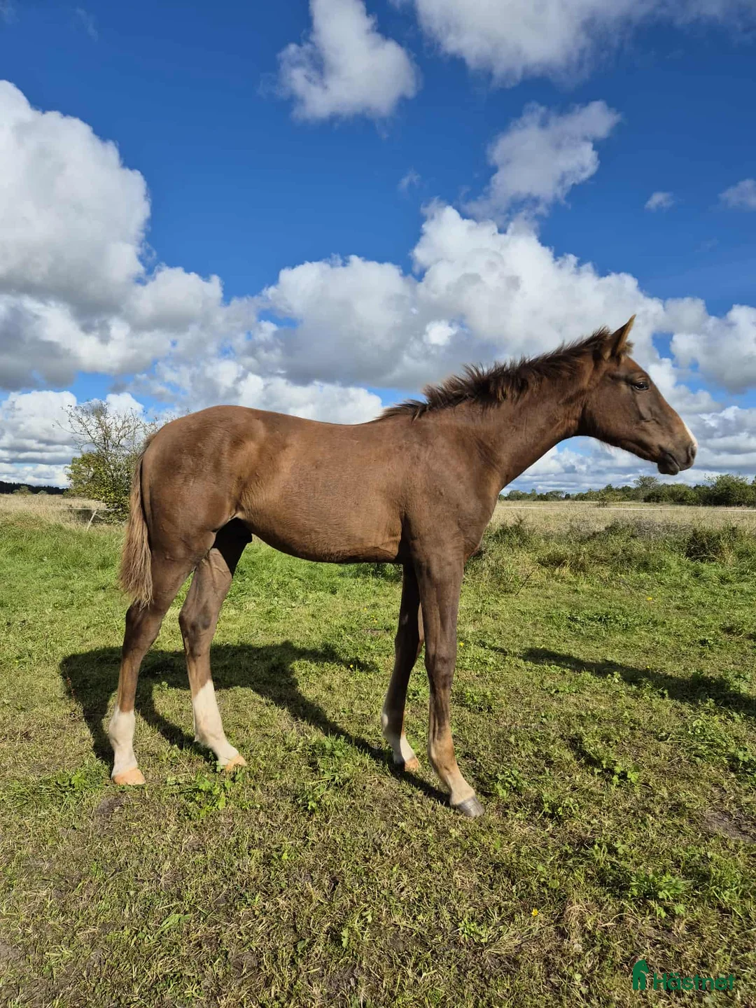 Hoppning hästar till salu: Cosmo e. Come on plus- Favorit Ask  - Annons 1