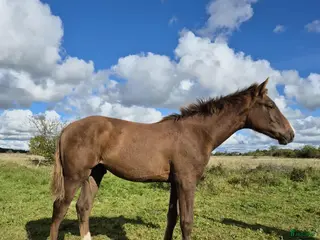 hästar Cosmo e. Come on plus- Favorit Ask - Annons 18