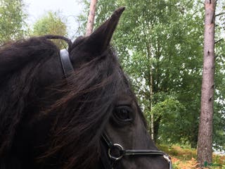 medryttarhäst finnes: Medryttare sökes i Seglora - Annons 22