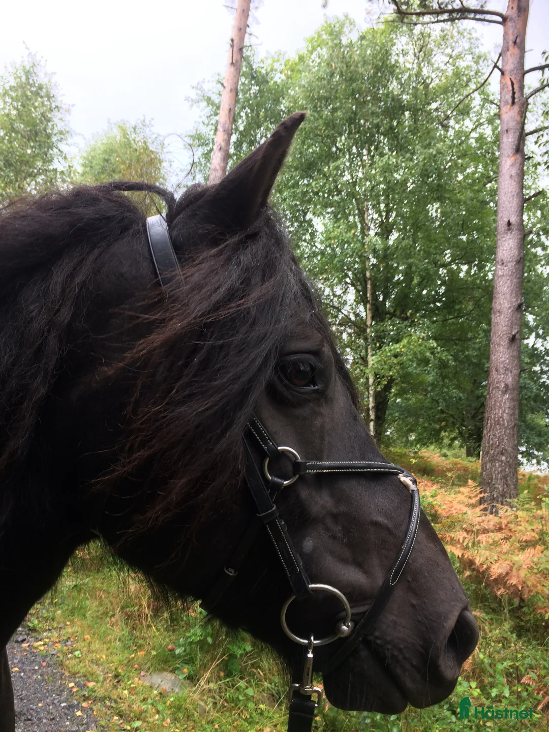  medryttarhäst finnes: Medryttare sökes - Annons 1