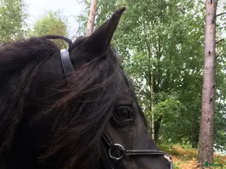 medryttarhäst finnes: Medryttare sökes - Annons 2