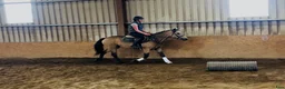 Allround hästar till salu: Easy 148 pony - Annons 7