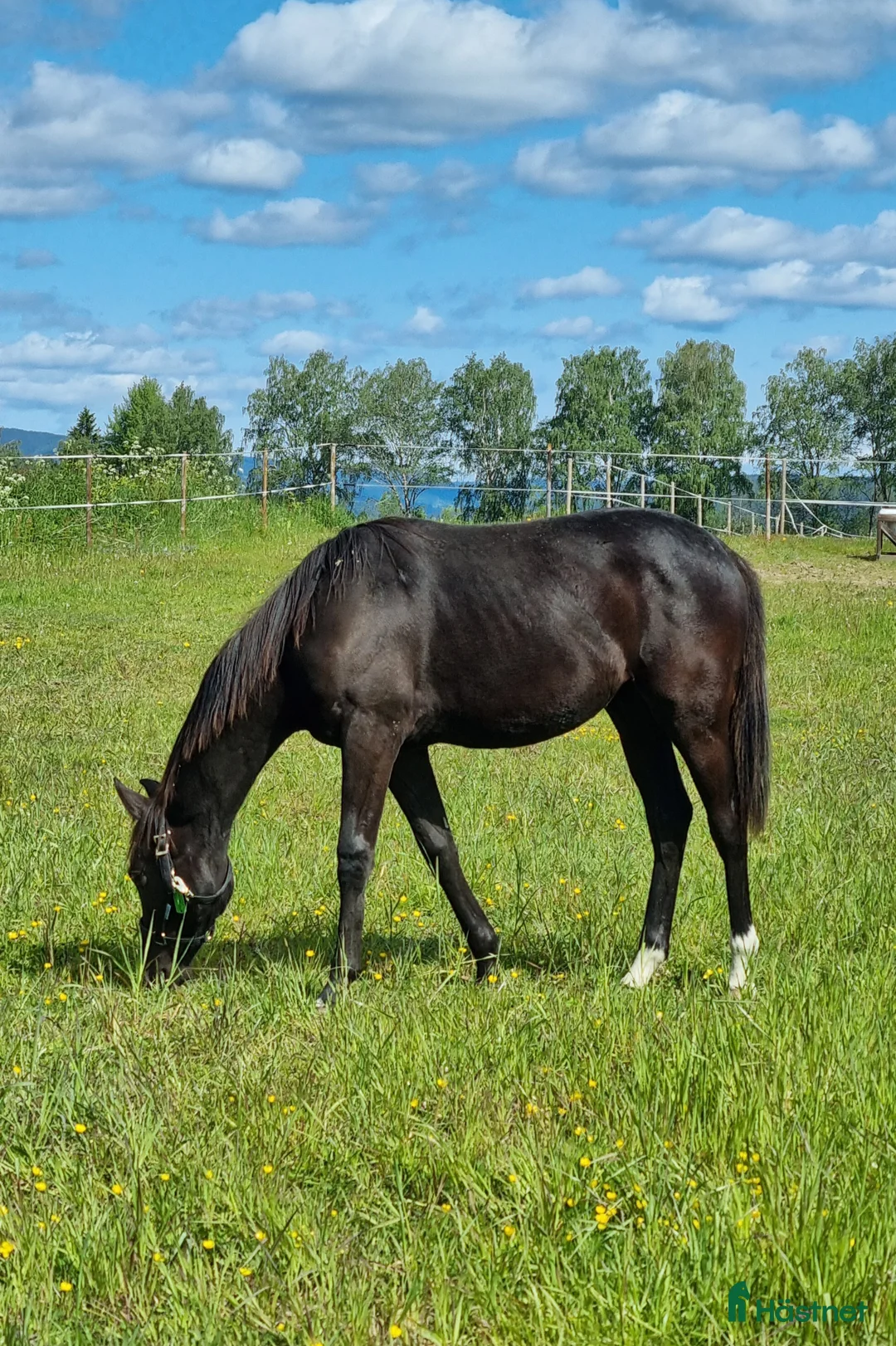 Dressyr hästar till salu: Sort hoppe etter Kjento/Fürstenball - Annons 2
