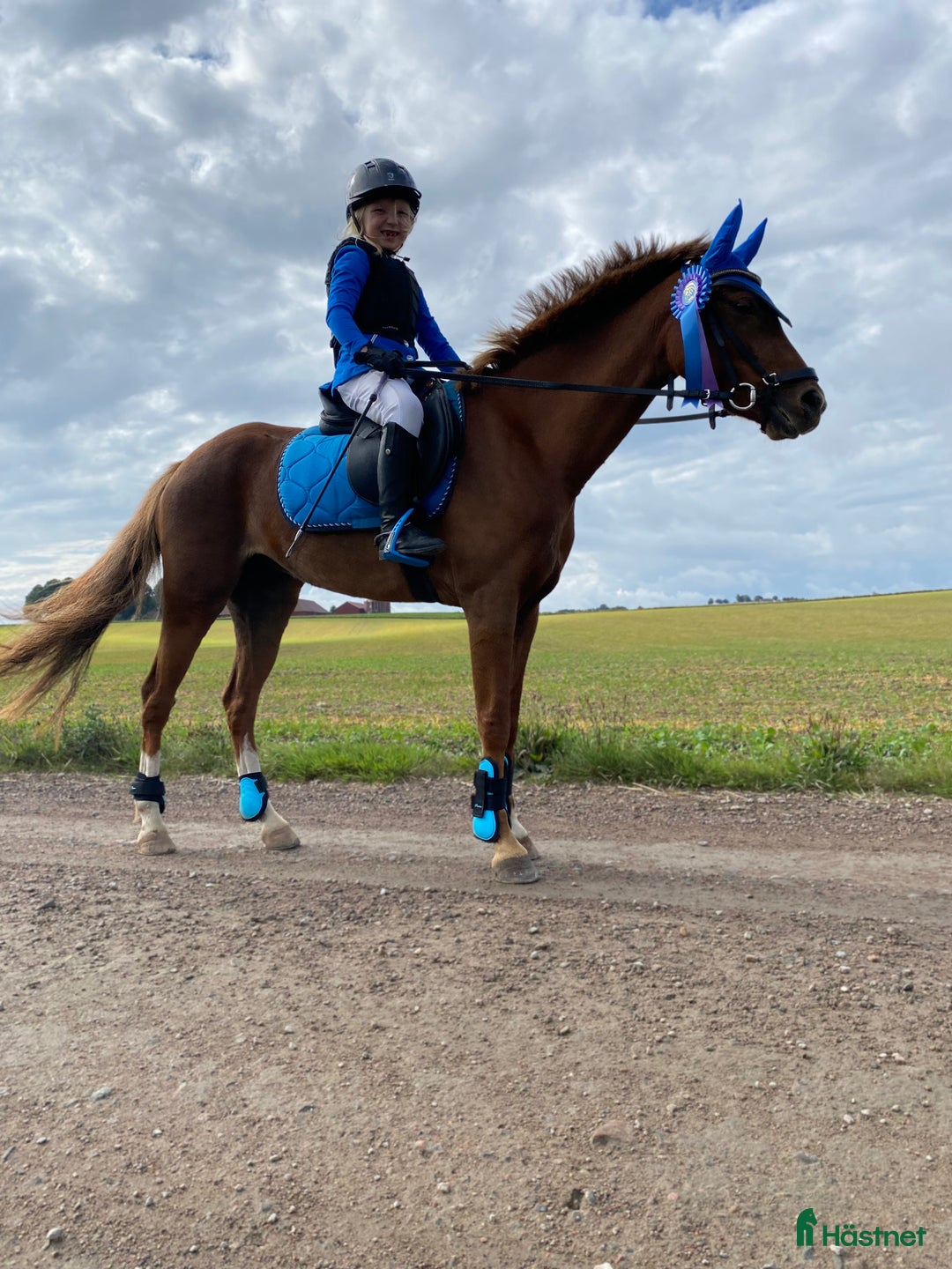 Hoppning hästar till salu: Maxad b-ponny för de högsta klasserna  i Vallåkra - Annons 2