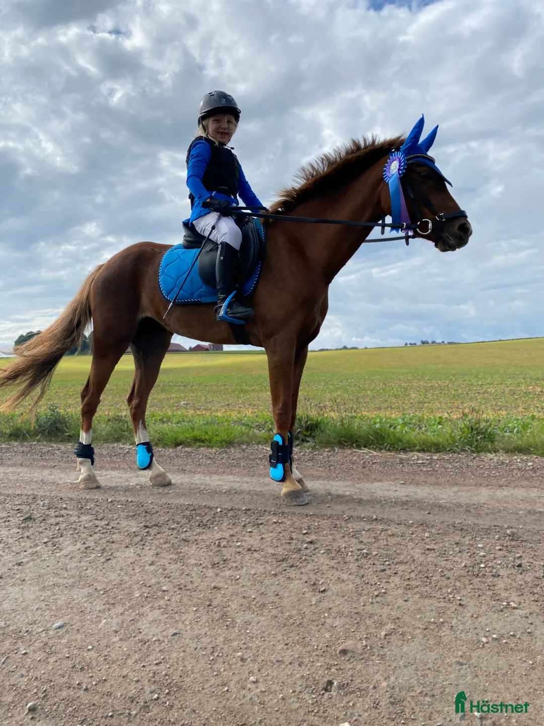 Hoppning hästar till salu: Maxad b-ponny för de högsta klasserna  i Vallåkra - Annons 2