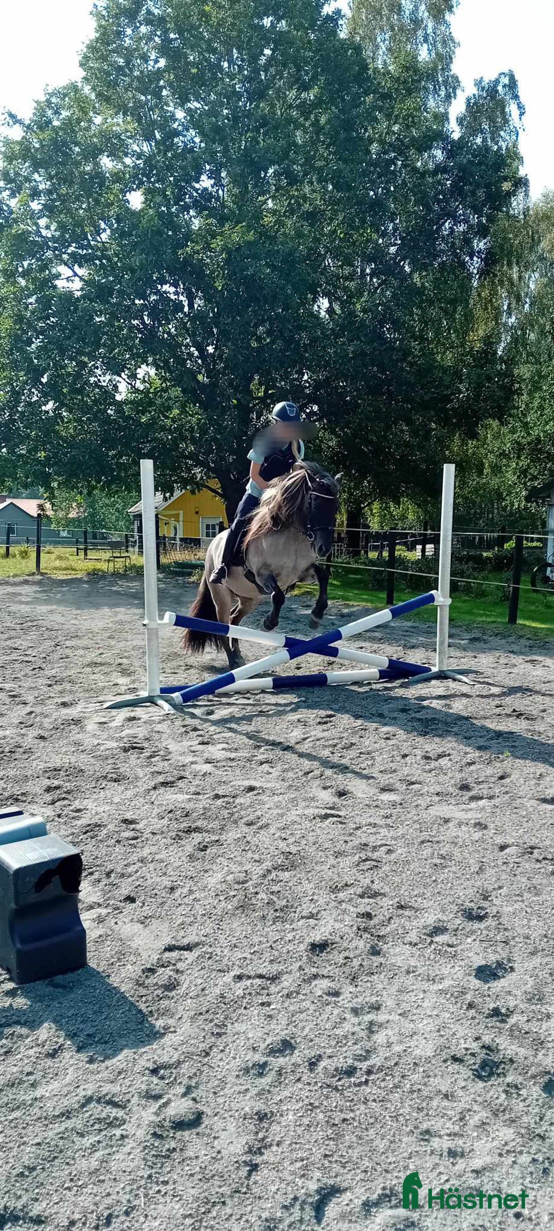 Island hästar till salu: Tindra i Vårgårda - Annons 3