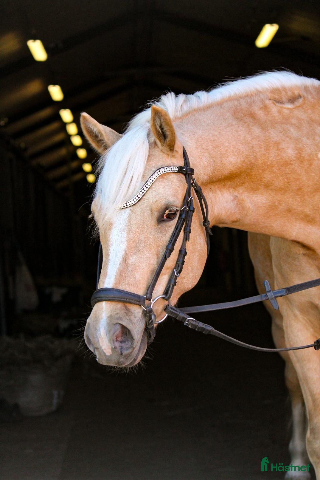  hästar Fin ponny för valfri gren - Annons 1