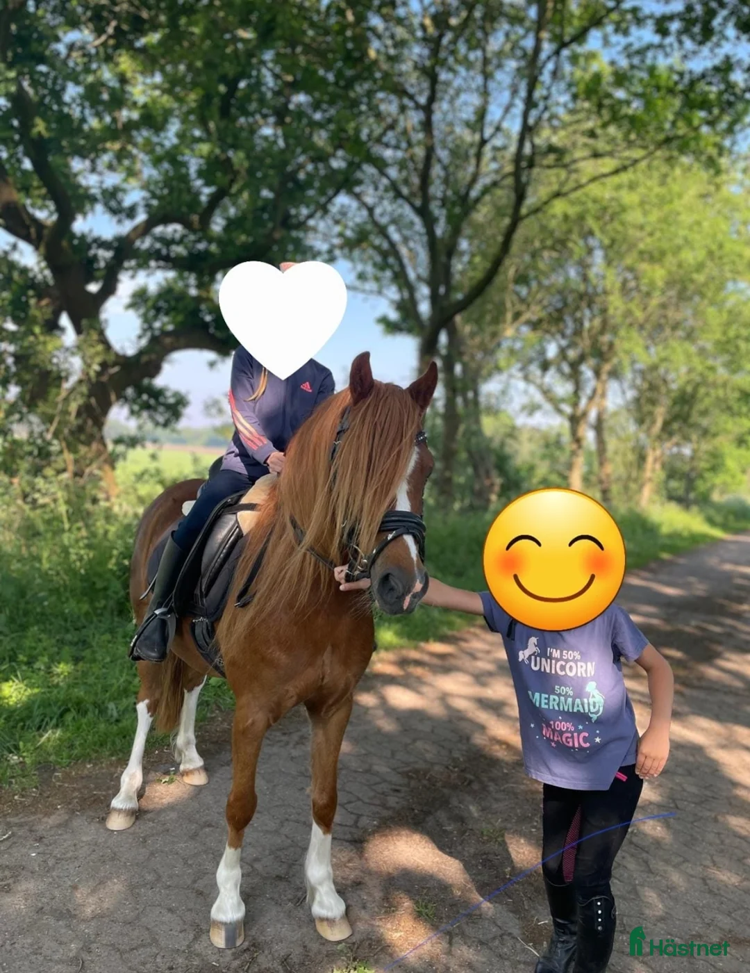 Allround hästar till salu: Svenljunga i Svenljunga - Annons 5