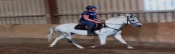 Allround hästar till salu: Quality D pony - Annons 11