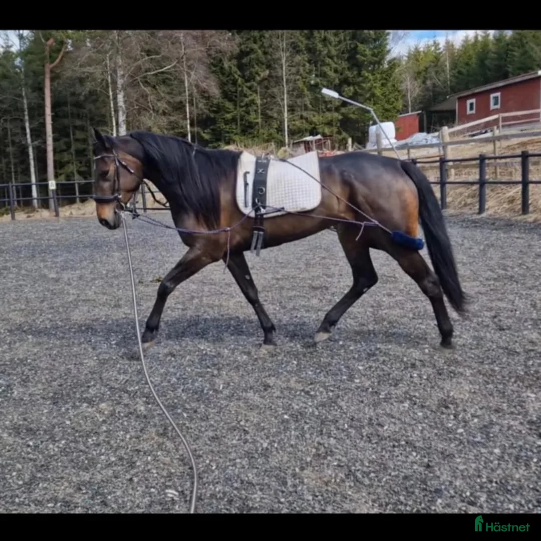 Allround hästar till salu: Otroligt snäll och vacker tjej! i Gränna - Annons 2