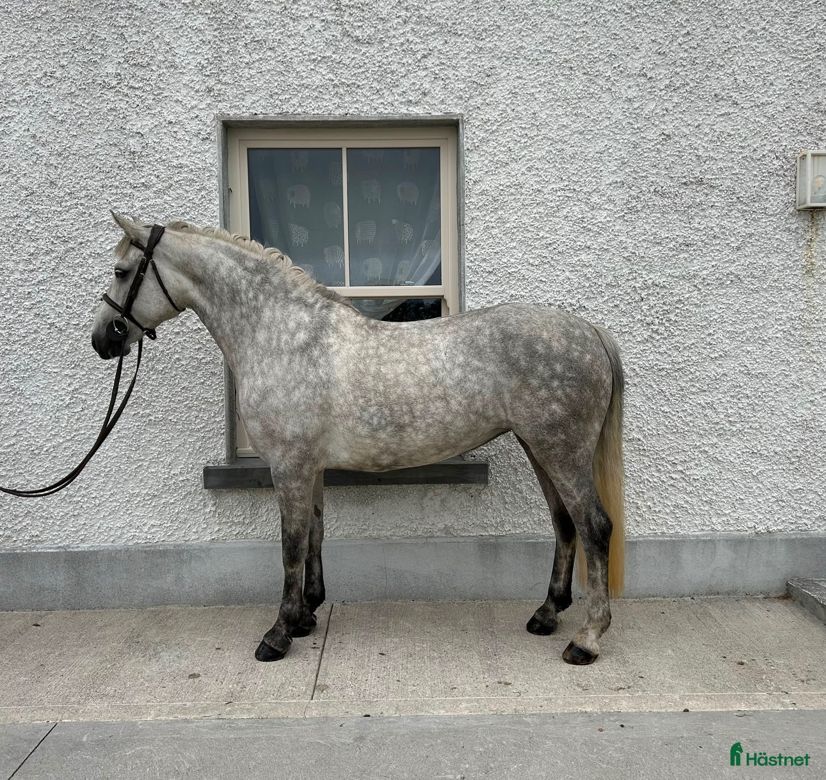  hästar Jumping Pony  - Annons 2