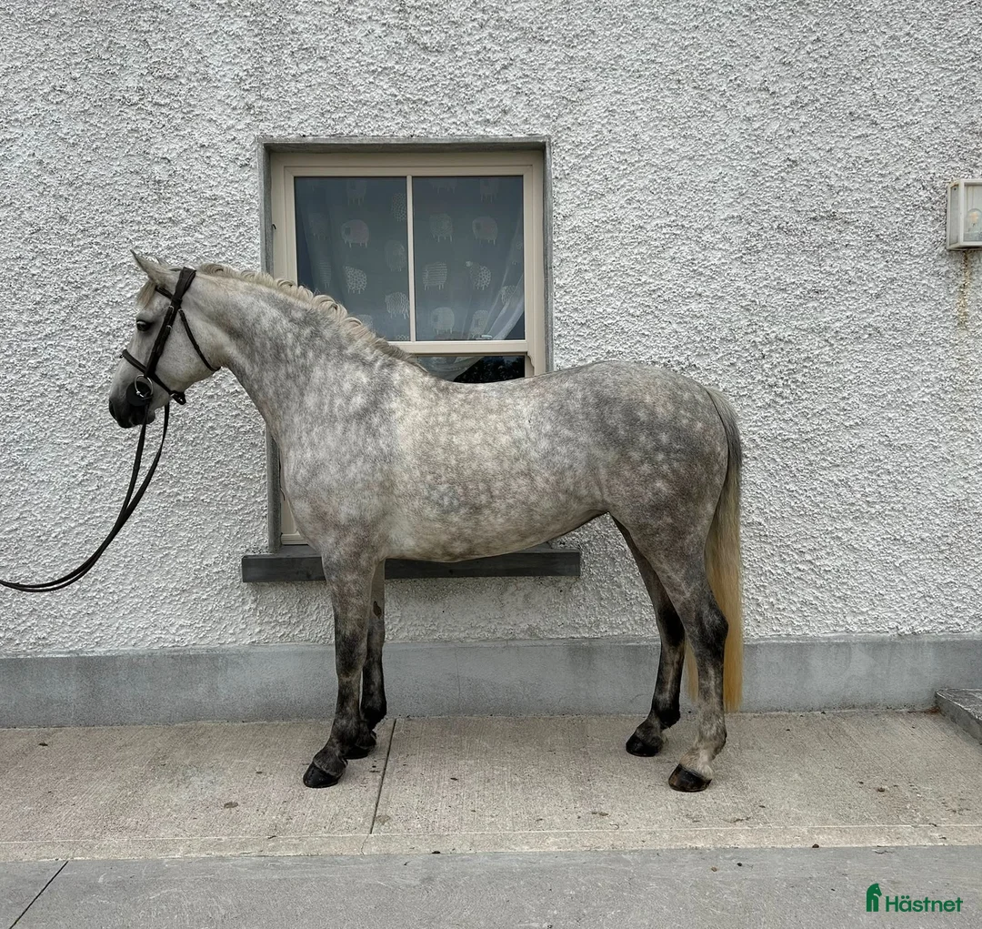 Hoppning hästar till salu: Jumping Pony  - Annons 2