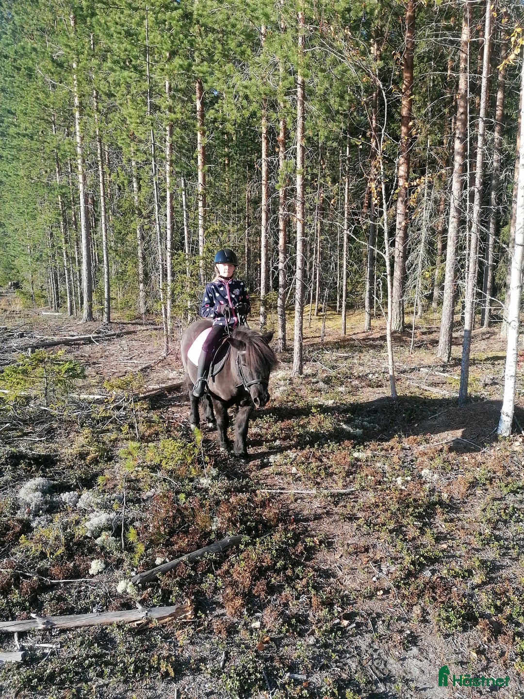 Körning hästar till salu: Snäll barnponny i Boliden - Annons 2